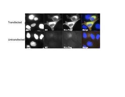 Immunocytochemistry/ Immunofluorescence: DYKDDDDK Epitope Tag Antibody (L5) [NBP1-06712]