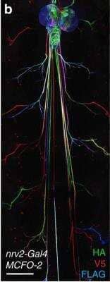Immunohistochemistry: DYKDDDDK Epitope Tag Antibody (L5) [NBP1-06712]