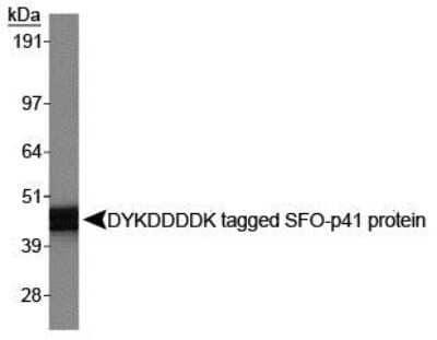 Western Blot: DYKDDDDK Epitope Tag Antibody (L5) [NBP1-06712]
