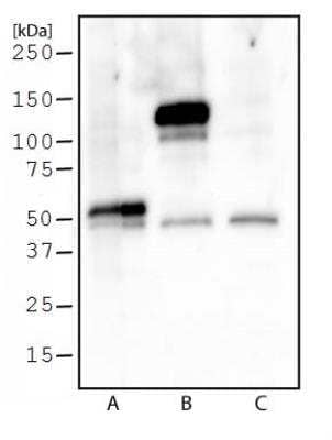 Western Blot: DYKDDDDK Epitope Tag Antibody (L5) [NBP1-06712]
