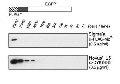 Western Blot: DYKDDDDK Epitope Tag Antibody (L5) [NBP1-06712]