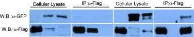 Western Blot: DYKDDDDK Epitope Tag AntibodyBSA Free [NB600-344]