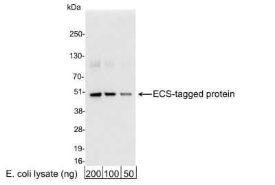 Western Blot: DYKDDDDK Epitope Tag AntibodyBSA Free [NB600-345]