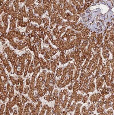 Immunohistochemistry-Paraffin: DYM Antibody [NBP2-13942]