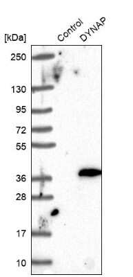 Western Blot: DYNAP Antibody [NBP1-93793]