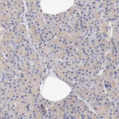 Immunohistochemistry-Paraffin: DYNC1H1 Antibody [NBP1-84254]