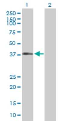 Western Blot: DYNC1H1 Antibody [H00001778-D01P]