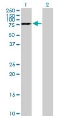 Western Blot: DYNC1I2 Antibody [H00001781-B01P]