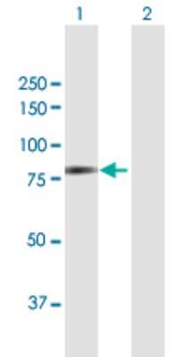 Western Blot: DYNC1I2 Antibody [H00001781-B02P]