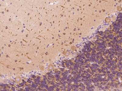 Immunohistochemistry-Paraffin: DYNC1LI1 Antibody [NBP2-97545]