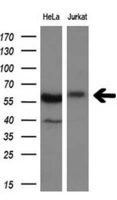 Western Blot: DYNC1LI1 Antibody (OTI2E8)Azide and BSA Free [NBP2-71904]