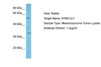 Western Blot: DYNC1LI1 Antibody [NBP2-87316]