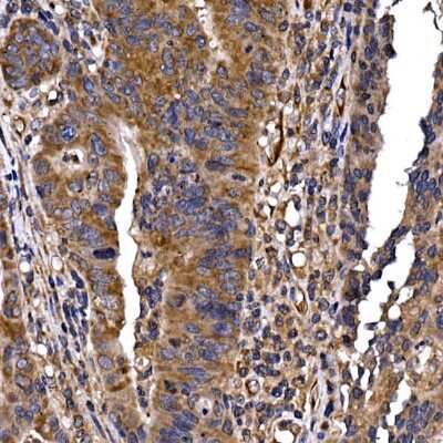 Immunohistochemistry-Paraffin: DYNC1LI2 Antibody - Azide and BSA Free [NBP3-16056]