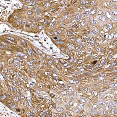 Immunohistochemistry-Paraffin: DYNC1LI2 Antibody - Azide and BSA Free [NBP3-16056]