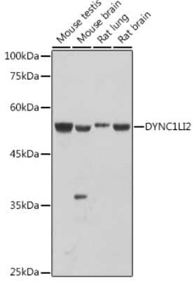 Western Blot: DYNC1LI2 AntibodyAzide and BSA Free [NBP3-16056]