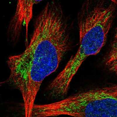 Immunocytochemistry/ Immunofluorescence: DYNC2H1 Antibody [NBP1-94086]