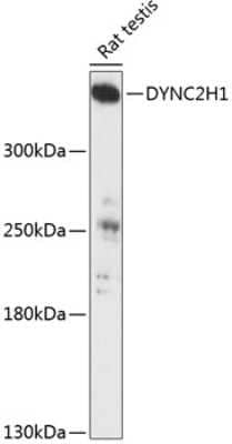 Western Blot: DYNC2H1 AntibodyAzide and BSA Free [NBP2-92108]