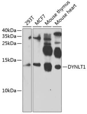 Western Blot: DYNLT1 AntibodyBSA Free [NBP2-92439]