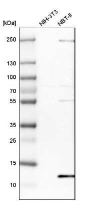 Western Blot: DYNLT3 Antibody [NBP1-80698]