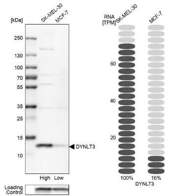 Western Blot: DYNLT3 Antibody [NBP1-80698]