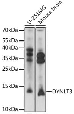 Western Blot: DYNLT3 AntibodyAzide and BSA Free [NBP2-92344]