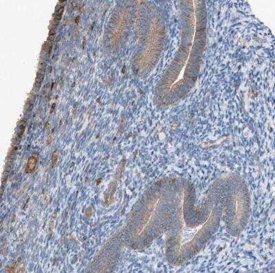 Immunohistochemistry-Paraffin: DYRK1A Antibody [NBP1-84032]