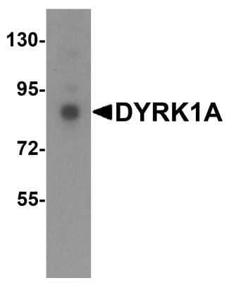 Western Blot: DYRK1A AntibodyBSA Free [NBP1-76559]