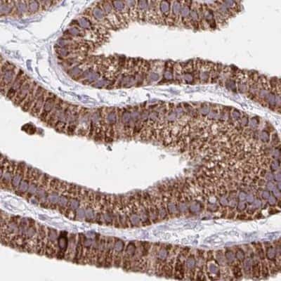 Immunohistochemistry-Paraffin: DYRK4 Antibody [NBP2-38781]