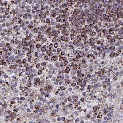 Immunohistochemistry-Paraffin: DYRK4 Antibody [NBP2-38781]