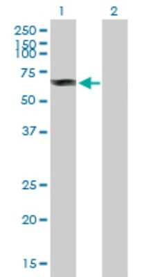 Western Blot: DYRK4 Antibody [H00008798-B01P]