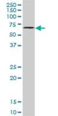 Western Blot: DYRK4 Antibody [H00008798-D01P]