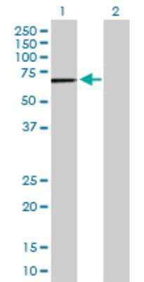 Western Blot: DYRK4 Antibody [H00008798-D01P]