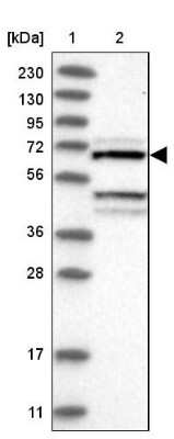 Western Blot: DYRK4 Antibody [NBP1-89511]