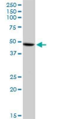 Western Blot: DYX1C1 Antibody [H00161582-D01P]