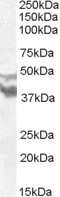 Western Blot: DYX1C1 Antibody [NBP1-20910]