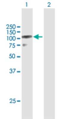 Western Blot: DZIP1L Antibody [H00199221-B01P]