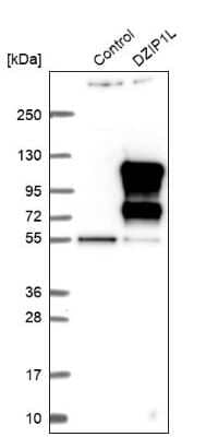 Western Blot: DZIP1L Antibody [NBP1-84030]