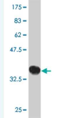 Western Blot: DZIP3 Antibody (3A1) [H00009666-M01]