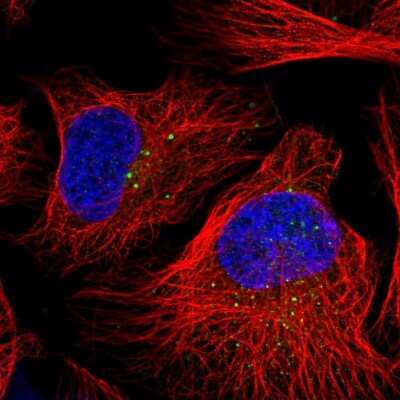 Immunocytochemistry/ Immunofluorescence: DZIP3 Antibody [NBP2-58053]