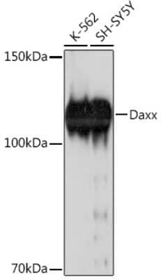 Western Blot: Daxx Antibody (5B3X4) [NBP3-15846]