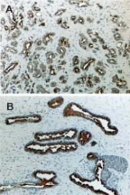 Immunohistochemistry-Paraffin: Daxx Antibody [NB100-56136]