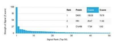 Protein Array: Daxx Antibody (PCRP-DAXX-5G11) - Azide and BSA Free [NBP3-14025]