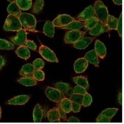 Immunocytochemistry/ Immunofluorescence: Daxx Antibody (PCRP-DAXX-5G11) [NBP3-13861]