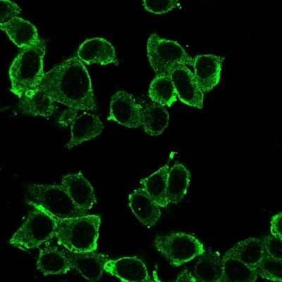 Immunocytochemistry/ Immunofluorescence: Daxx Antibody (PCRP-DAXX-8C2) - Azide and BSA Free [NBP3-08741]