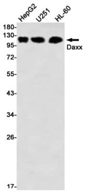 Western Blot: Daxx Antibody (S07-7F4) [NBP3-19855]