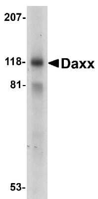 Western Blot: Daxx AntibodyBSA Free [NBP1-77011]