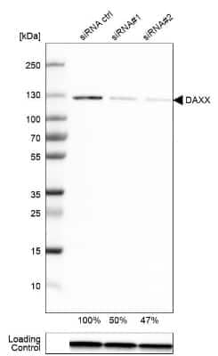 Western Blot: Daxx Antibody [NBP1-85309]