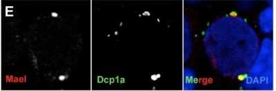 Immunocytochemistry/ Immunofluorescence: Dcp1a Antibody (3G4) [H00055802-M06]