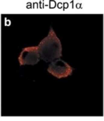 Immunocytochemistry/ Immunofluorescence: Dcp1a Antibody (3G4) [H00055802-M06]