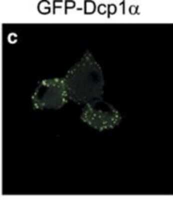 Immunocytochemistry/ Immunofluorescence: Dcp1a Antibody (3G4) [H00055802-M06]